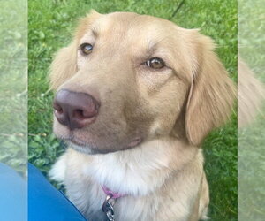 Medium Photo #1 Golden Retriever-Unknown Mix Puppy For Sale in Brooklyn Center, MN, USA