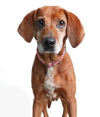 Redbone Coonhound Dogs for adoption in Eden Prairie, MN, USA