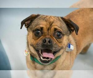 Puggle Dogs for adoption in Fort Collins, CO, USA
