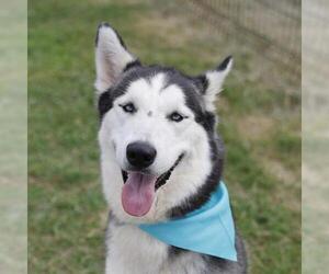 Siberian Husky-Unknown Mix Dogs for adoption in San Antonio, TX, USA
