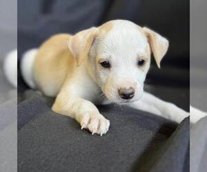 Australian Shepherd-Jack Russell Terrier Mix Dogs for adoption in San Diego, CA, USA