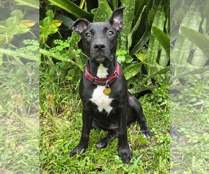 American Staffordshire Terrier-Unknown Mix Dogs for adoption in Royal Palm Beach, FL, USA
