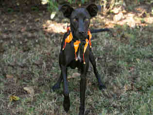 Unknown-Whippet Mix Dogs for adoption in Murfreesboro, TN, USA