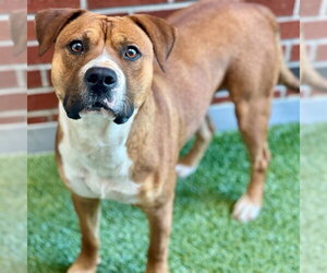 American Pit Bull Terrier-Unknown Mix Dogs for adoption in Edmond, OK, USA