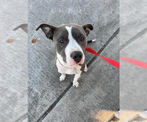 American Pit Bull Terrier Dogs for adoption in Pearland, TX, USA