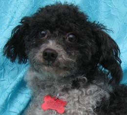 Medium Photo #1 Poodle (Miniature)-Unknown Mix Puppy For Sale in Cuba, NY, USA
