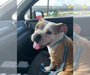 American Boston Bull Terrier Dogs for adoption in Pasadena, TX, USA