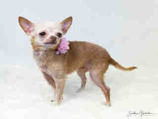 Chihuahua-Unknown Mix Dogs for adoption in Morgan Hill, CA, USA
