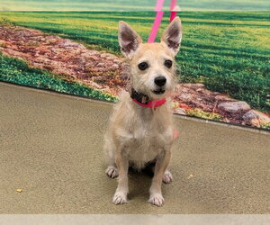 Mutt Dogs for adoption in Moreno Valley, CA, USA