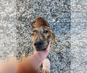 Plott Hound-Unknown Mix Dogs for adoption in garner, NC, USA
