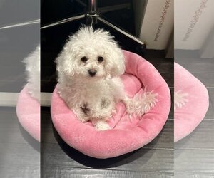 Maltipoo Dogs for adoption in McKinney, TX, USA