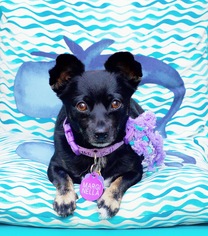 Chiweenie Dogs for adoption in Pittsburg, CA, USA
