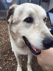 Great Pyrenees-Unknown Mix Dogs for adoption in Jacksonville, FL, USA