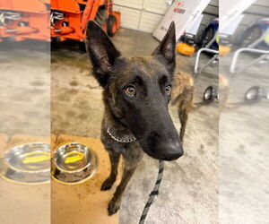 Dutch Shepherd -Unknown Mix Dogs for adoption in Imlay City, MI, USA
