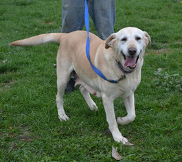 Small Labrador Retriever