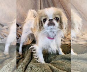 Japanese Chin Dogs for adoption in Bon Carbo, CO, USA