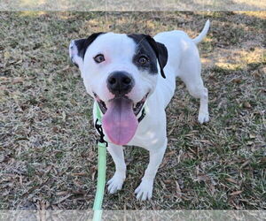 American Pit Bull Terrier-Unknown Mix Dogs for adoption in Millersville, MD, USA