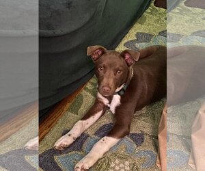 Labrador Retriever-Unknown Mix Dogs for adoption in Wheaton, IL, USA