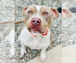 Mutt Dogs for adoption in Jackson , NJ, USA