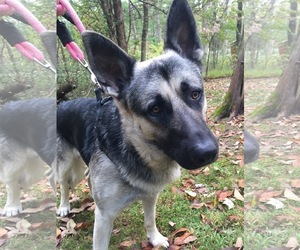 German Shepherd Dog Dogs for adoption in Glenwood, GA, USA