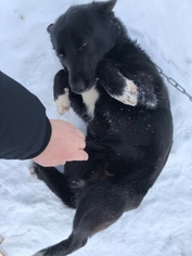 Alaskan Husky-American Eskimo Dog Mix Dogs for adoption in Juneau, AK, USA