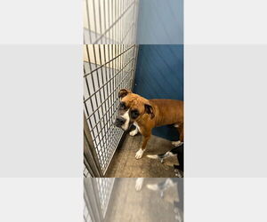 Boxer Dogs for adoption in Austin, TX, USA