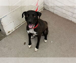 American Pit Bull Terrier Dogs for adoption in San Bernardino, CA, USA