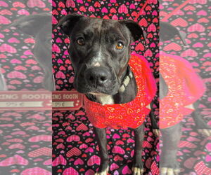 Medium Photo #5 American Pit Bull Terrier-Unknown Mix Puppy For Sale in Germantown, OH, USA