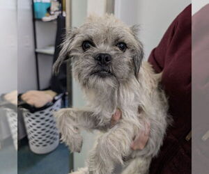 Mutt Dogs for adoption in Chico, CA, USA