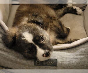 Medium Photo #1 Mutt Puppy For Sale in Redwood City, CA, USA