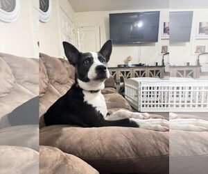 Siberian Husky-Unknown Mix Dogs for adoption in Woodland, CA, USA