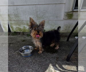 Mutt Dogs for adoption in Spring, TX, USA