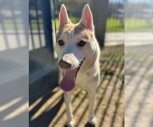 Siberian Husky Dogs for adoption in Riverside, CA, USA