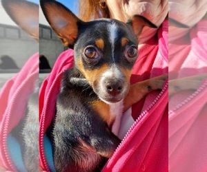 Chihuahua Dogs for adoption in Southampton, NY, USA