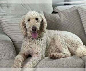 Poodle (Standard) Dogs for adoption in New York, NY, USA