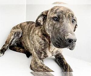 Plott Hound Dogs for adoption in Houston, TX, USA