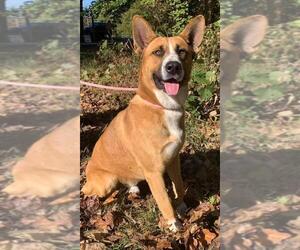 Akita Dogs for adoption in Clarkesville, GA, USA