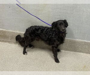 Chihuahua-Poodle (Toy) Mix Dogs for adoption in Las Vegas, NV, USA
