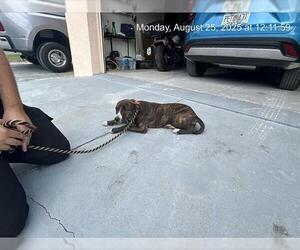 American Pit Bull Terrier-Unknown Mix Dogs for adoption in Ocala, FL, USA
