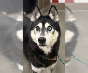 Siberian Husky Dogs for adoption in Forestville, MD, USA