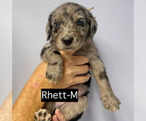 Catahoula Leopard Dog Dogs for adoption in GILBERTS, IL, USA
