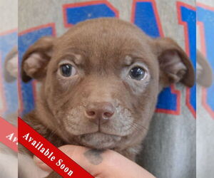 American Pit Bull Terrier-Unknown Mix Dogs for adoption in Huntley, IL, USA
