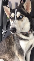 Siberian Husky Dogs for adoption in Pequot Lakes, MN, USA