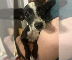 Chihuahua Dogs for adoption in Woodbridge , NJ, USA