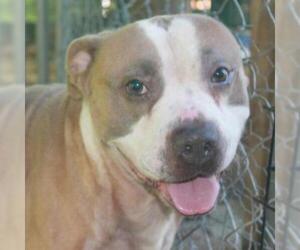 American Pit Bull Terrier Dogs for adoption in Lucedale, MS, USA
