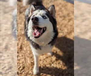 Alaskan Malamute Dogs for adoption in Fruit Heights, UT, USA