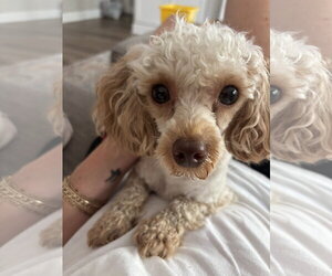 Poodle (Miniature) Dogs for adoption in Holly Springs, NC, USA