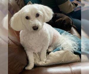 Maltese Dogs for adoption in North Richland Hills, TX, USA