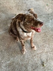 Catahoula Leopard Dog-Unknown Mix Dogs for adoption in Houston, TX, USA