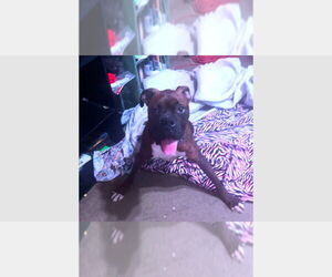 Boxer Dogs for adoption in Austin, TX, USA